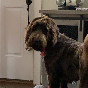 Meet your Posher, William